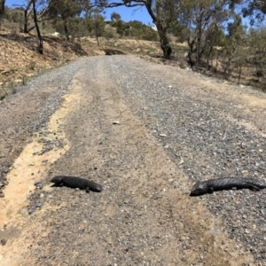 Tiliqua rugosa at Carwoola, NSW - 27 Oct 2018