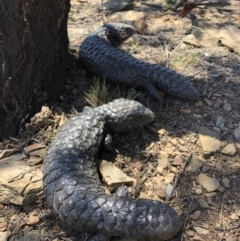 Tiliqua rugosa at Carwoola, NSW - 27 Oct 2018