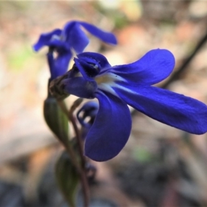 Lobelia dentata at Cotter River, ACT - 29 Jan 2019 11:04 AM