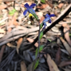 Lobelia dentata at Cotter River, ACT - 29 Jan 2019