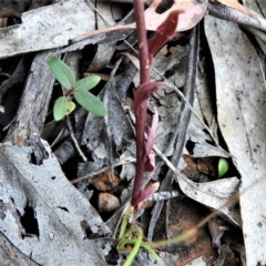 Lobelia dentata at Cotter River, ACT - 29 Jan 2019 11:04 AM