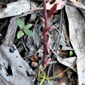 Lobelia dentata at Cotter River, ACT - 29 Jan 2019