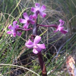 Dipodium roseum at Carwoola, NSW - 1 Jan 2018