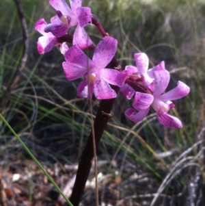 Dipodium roseum at Carwoola, NSW - 1 Jan 2018