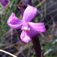 Dipodium roseum at Carwoola, NSW - 1 Jan 2018