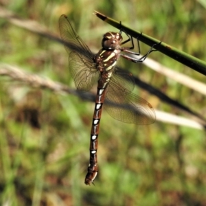 Austroaeschna pulchra at Cotter River, ACT - 29 Jan 2019