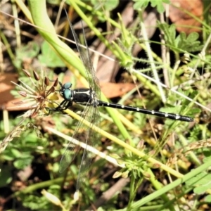 Eusynthemis guttata at Cotter River, ACT - 29 Jan 2019 10:26 AM