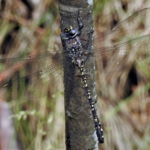 Austroaeschna multipunctata at Cotter River, ACT - 29 Jan 2019 10:20 AM