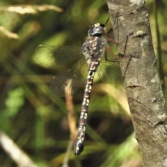 Austroaeschna multipunctata at Cotter River, ACT - 29 Jan 2019 10:20 AM