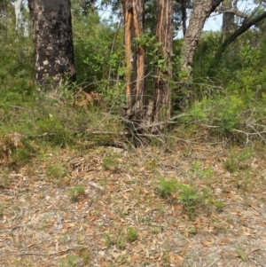 Varanus sp. (genus) at Conjola National Park - 29 Jan 2019