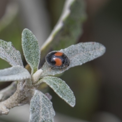 Diomus notescens (Little two-spotted ladybird) at Higgins, ACT - 6 Nov 2018 by AlisonMilton