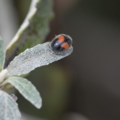 Diomus notescens at Higgins, ACT - 6 Nov 2018