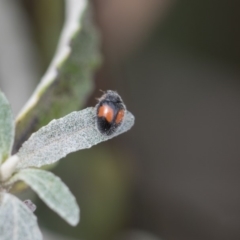 Diomus notescens at Higgins, ACT - 6 Nov 2018