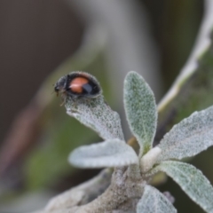 Diomus notescens at Higgins, ACT - 6 Nov 2018 12:23 PM