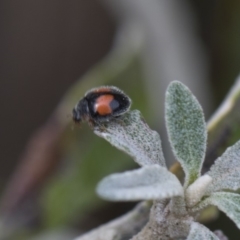 Diomus notescens at Higgins, ACT - 6 Nov 2018