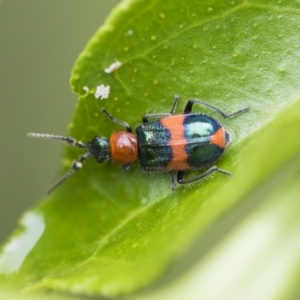 Dicranolaius bellulus at Higgins, ACT - 6 Nov 2018 12:54 PM