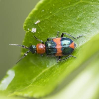 Dicranolaius bellulus (Red and Blue Pollen Beetle) at Higgins, ACT - 6 Nov 2018 by Alison Milton