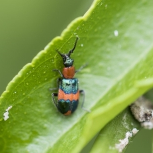 Dicranolaius bellulus at Higgins, ACT - 6 Nov 2018 12:54 PM