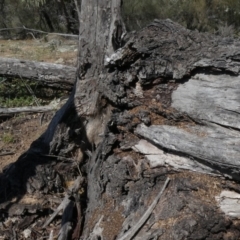 Papyrius nitidus (Shining Coconut Ant) at Theodore, ACT - 29 Jan 2019 by owenh