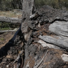 Papyrius nitidus (Shining Coconut Ant) at Theodore, ACT - 29 Jan 2019 by Owen