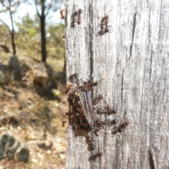 Papyrius nitidus at Theodore, ACT - 29 Jan 2019