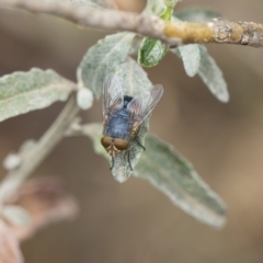 Calliphora sp. (genus) (Unidentified blowfly) at Higgins, ACT - 6 Nov 2018 by Alison Milton