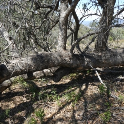 Papyrius nitidus (Shining Coconut Ant) at Tuggeranong Hill - 29 Jan 2019 by Owen