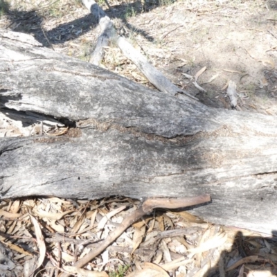 Papyrius nitidus (Shining Coconut Ant) at Tuggeranong Hill - 29 Jan 2019 by Owen