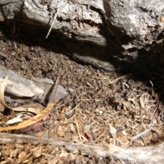 Papyrius nitidus at Theodore, ACT - 29 Jan 2019