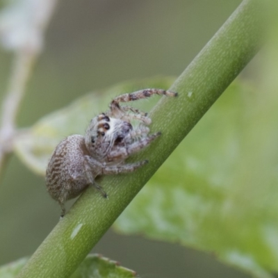 Opisthoncus grassator (Jumping spider) at Higgins, ACT - 6 Nov 2018 by AlisonMilton