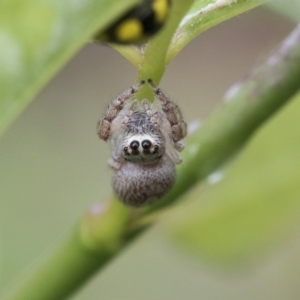 Opisthoncus grassator at Higgins, ACT - 6 Nov 2018