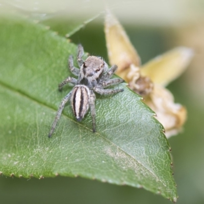 Maratus scutulatus (A jumping spider) at Higgins, ACT - 6 Nov 2018 by Alison Milton