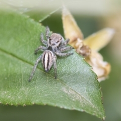 Hypoblemum scutulatum (A jumping spider) at Higgins, ACT - 6 Nov 2018 by Alison Milton