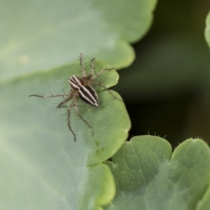 Oxyopes sp. (genus) at Higgins, ACT - 6 Nov 2018 11:55 AM