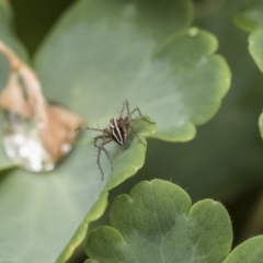 Oxyopes sp. (genus) at Higgins, ACT - 6 Nov 2018 11:55 AM