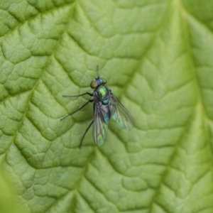 Dolichopodidae (family) at Higgins, ACT - 6 Nov 2018 01:16 PM