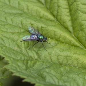 Dolichopodidae (family) at Higgins, ACT - 6 Nov 2018 01:16 PM