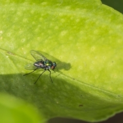 Dolichopodidae (family) at Higgins, ACT - 6 Nov 2018