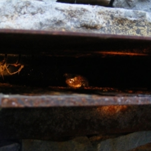 Litoria peronii at Curtin, ACT - 29 Jan 2019