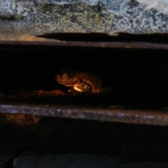 Litoria peronii at Curtin, ACT - 29 Jan 2019 06:17 PM