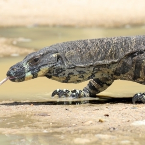 Varanus varius at Wapengo, NSW - 29 Jan 2019