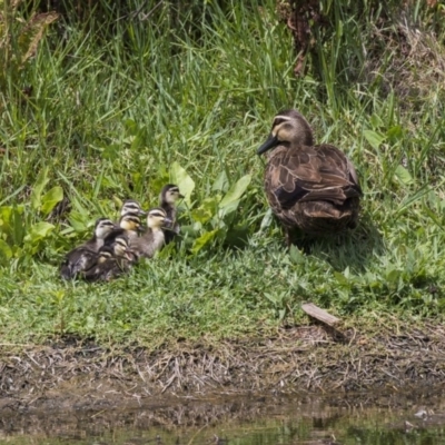 Anas superciliosa (Pacific Black Duck) at Fyshwick, ACT - 2 Jan 2019 by AlisonMilton