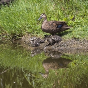 Anas superciliosa at Fyshwick, ACT - 3 Jan 2019