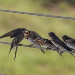 Hirundo neoxena (Welcome Swallow) at Kingston, ACT - 3 Jan 2019 by Alison Milton