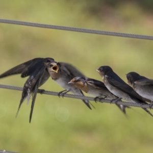 Hirundo neoxena at Kingston, ACT - 3 Jan 2019 01:11 PM