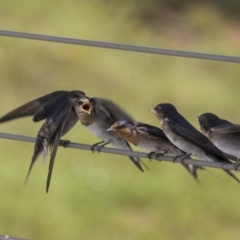 Hirundo neoxena (Welcome Swallow) at Lake Burley Griffin Central/East - 3 Jan 2019 by Alison Milton