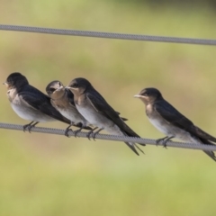 Hirundo neoxena at Kingston, ACT - 3 Jan 2019 01:11 PM