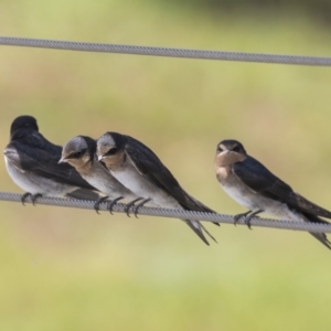 Hirundo neoxena at Kingston, ACT - 3 Jan 2019 01:11 PM