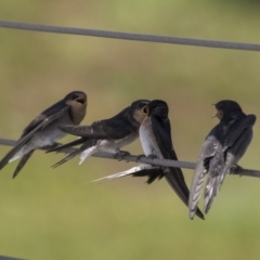 Hirundo neoxena at Kingston, ACT - 3 Jan 2019