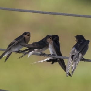 Hirundo neoxena at Kingston, ACT - 3 Jan 2019 01:11 PM